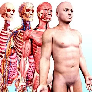 Male anatomy, artwork F008 / 1031