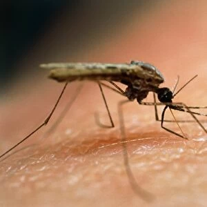 Mosquito feeding on human skin