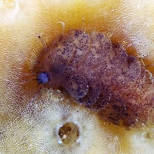 Polychaete marine worm on a sponge