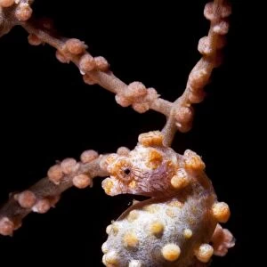 Pregnant pygmy seahorse