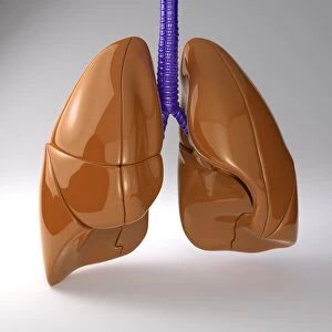 Respiratory system, artwork
