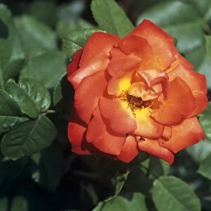 Rose Poppy Flash flower