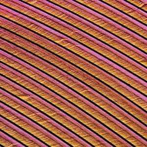Swan feather, light micrograph