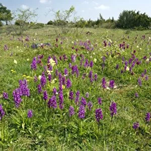 Wild orchids and cowslips