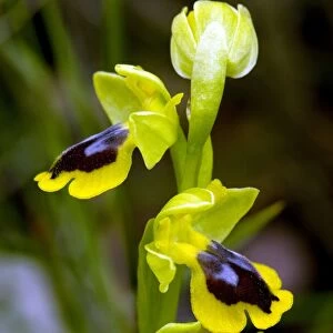 Yellow bee orchid (Ophrys lutea)