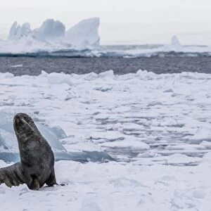 Adult bull Antarctic fur seal (Arctocephalus gazella), hauled out on first year sea
