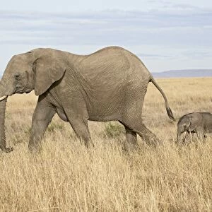 African elephant (Loxodonta africana) mother and two day old baby