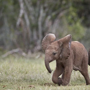 African Elephant (Loxodonta africana) baby and mother, Addo Elephant National Park