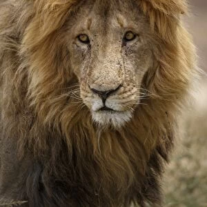African lion (Panthera leo), Serengeti National Park, Tanzania, East Africa, Africa
