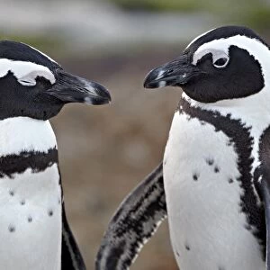 African penguin (Spheniscus demersus) pair, Simons Town, South Africa, Africa