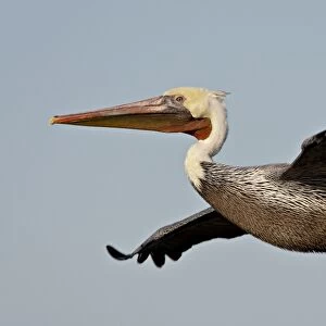 American White Pelican (Pelecanus erythrorhynchos) in flight shortly after taking off