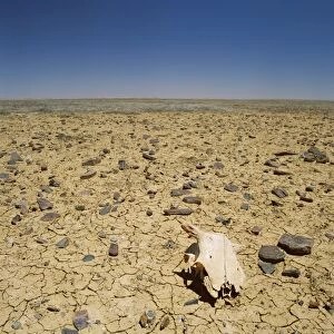Animal skull, rocks and cracked dry earth, Outback, South Australia, Australia, Pacific