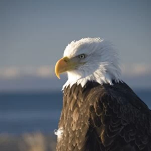 Bald eagle, Homer, Alaska, United States of America, North America