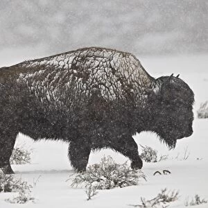 Bison (Bison bison) bull in a spring snowstorm, Yellowstone National Park, UNESCO World Heritage Site, Wyoming, United States of America, North America