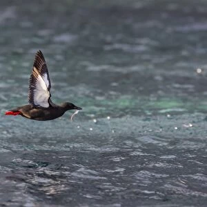 Black Guillemot (Cepphus grylle) taking flight with small fish, off Cape Mercy, Baffin Island, Nunavut, Canada, North America