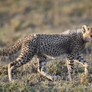 Cheetah (Acinonyx jubatus) cub, Ngorongoro Conservation Area, Tanzania, East Africa