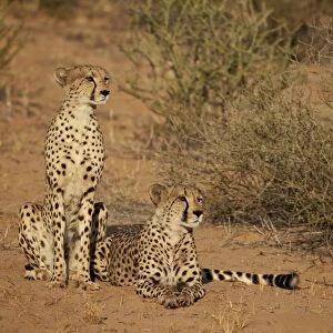 Cheetah (Acinonyx jubatus) siblings, Kgalagadi Transfrontier Park, encompassing the former Kalahari Gemsbok National Park, South Africa, Africa