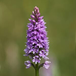 Common spotted orchid (Dactylorhiza fuchsii), Gait Barrows Nature Reserve