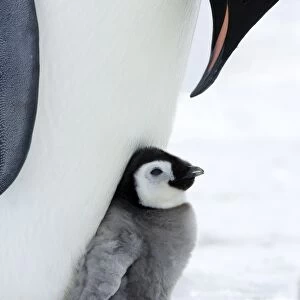 Emperor penguin chick and adult (Aptenodytes forsteri), Snow Hill Island