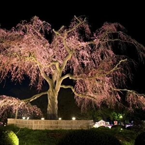 Famous giant weeping cherry tree