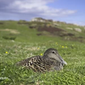 Female eider duck on nest