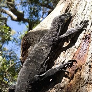 Goanna (Lace Monitor) (Varanus varius) lizard, around 2m long, up a tree