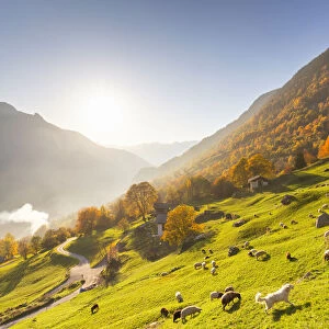 Grazing of sheep in the meadows with a white dog in autumn, Soglio, Bregaglia valley