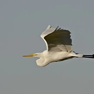 Great egret (Ardea alba) in flight, Sonny Bono Salton Sea National Wildlife Refuge
