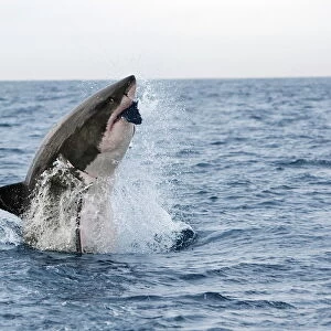 Great white shark (Carcharodon carcharias), breaching to decoy, Seal Island