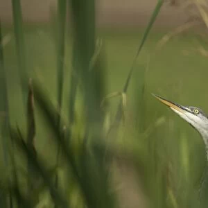 Grey heron (Ardea cinerea), United Kingdom, Europe