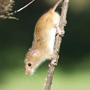 Harvest mouse (Micromys minutus) the smallest British rodent by weight, with prehensile tails to help them climb, United Kingdom, Europe