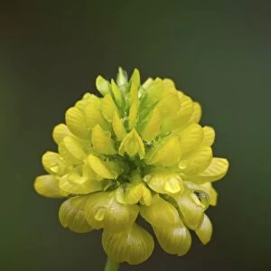 Hop clover (Trifolium aureum) (Trifolium agrarium), Idaho Panhandle National Forests