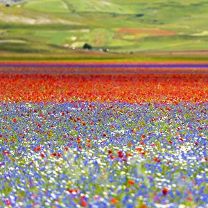 Italy, Umbria, Sibillini National Park, Blooming on plateau Piano Grande