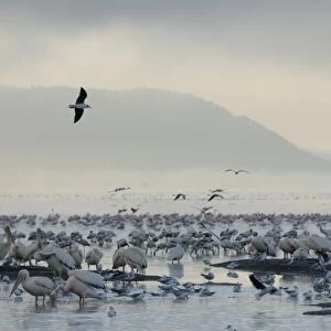 Lake Nakuru National Park, Kenya, East Africa, Africa