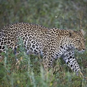 Leopard (Panthera pardus), Ngorongoro Conservation Area, UNESCO World Heritage Site