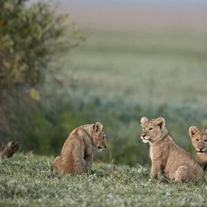 Three lion (Panthera leo) cubs, Ngorongoro Crater, Tanzania, East Africa, Africa
