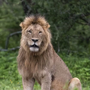 Lion (Panthera leo), Ndutu, Ngorongoro Conservation Area, Serengeti, Tanzania