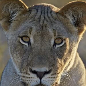 Lioness (Panthera leo), Kgalagadi Transfrontier Park, encompassing the former Kalahari