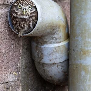 Little owl (Athene noctua) in drainpipe, captive, United Kingdom, Europe