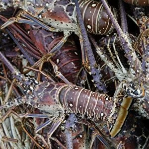 Lobsters, Anegada Island, British Virgin Islands, West Indies, Caribbean, Central America