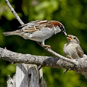 Male house sparrow (Passer domesticus) feeding a chick, near Saanich, British Columbia