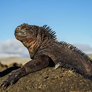Marine iguana (Amblyrhynchus cristatus), San Cristobal or Chatham Island, Galapagos