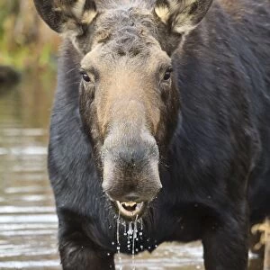 Moose (Alces alces) cow in pond breaks from filter feeding and stares at camera, Grand Teton National Park, Wyoming, United States of America, North America