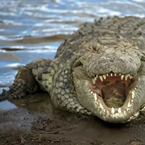Nile crocodile (Crocodylus niliticus) on shore of Mara River with open jaws