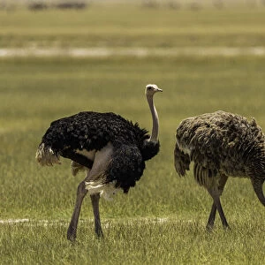 Two Ostriches (Struthio Camelus), in Amboseli National Park, Kenya, East Africa, Africa