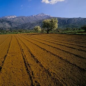 Ploughed field with trees and mountains