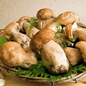 Porcini (penny bun) (cep) mushrooms, (Boletus edulis), Italy, Europe