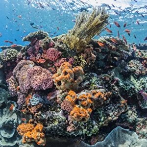 Profusion of hard and soft corals as well as reef fish underwater at Batu Bolong