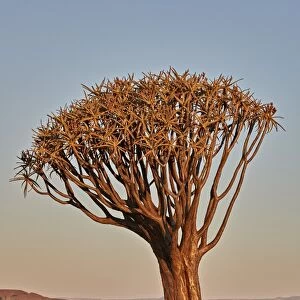 Quiver tree (Kokerboom) (Aloe dichotoma), Gannabos, Namakwa, Namaqualand, South Africa
