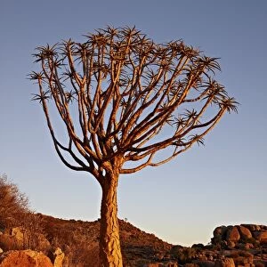 Quiver Tree (Kokerboom) (Aloe dichotoma), Namakwa, Namaqualand, South Africa, Africa